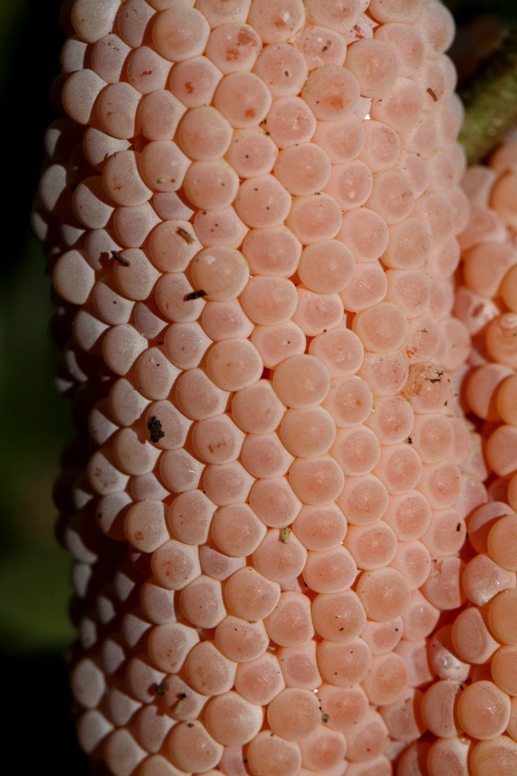 crab eggs